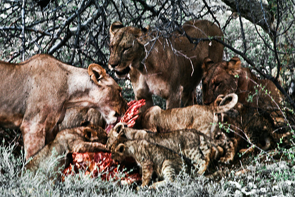 55444_SL_COLOR_LIONS_SUMBURU_KENYA_AFRICA_1989_7