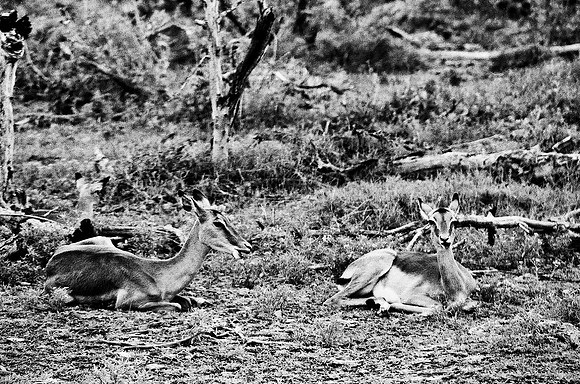 B3_82007_BW_194_New_Masa_Mara_Africa_89