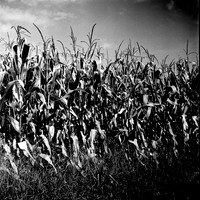 7528_B4P3_BW_SQ_KENTUCKY_01_1.jpg