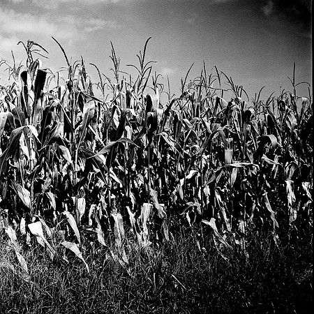 7528_B4P3_BW_SQ_KENTUCKY_01_1.jpg