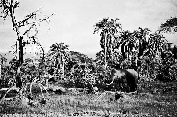 B3_82005_BW_194_New_Masa_Mara_Africa_89