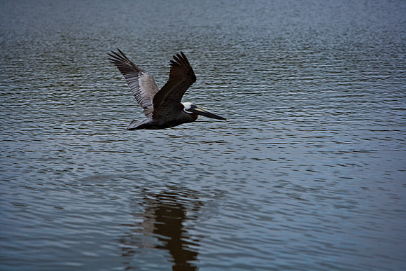 84681_ZV4N_8001_FL_USA_2008