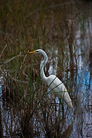 2528_EVERGLADES_MIAMI_FLORIDA_200903016_5L8Y2885