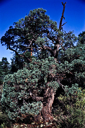 47783_B13_SL_COLOR_BANDERA_VOLCANO_ICE_CAVE_FROM_GRANTS_TO_EL_MORRO_NEW MEXICO_97_1.jpg