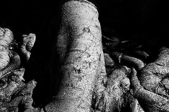 85503_FISHER_FL_ZV4N0123_nature_plants-2