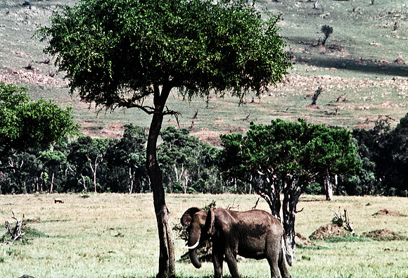55392_SL_COLOR_ELEPHANTS_MASAI_KENYA_AFRICA_1989_21