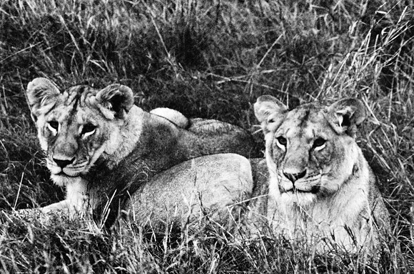 55460_SL_COLOR_LIONS_MOUNT_KENYA_AFRICA_1989_10