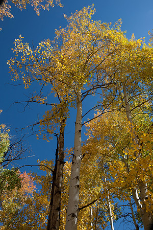 20080829_DVD15_DG_USA_Aspen_2147_full_blead