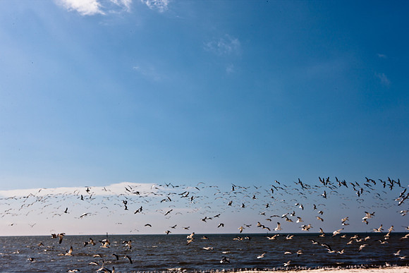 0036-NEW_ORLEANS_TO_PANAMA_CITY_BEACH_5L8Y1136