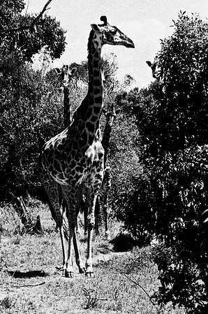 B3_82002_BW_194_New_Masai-Ballon_Africa_89_24
