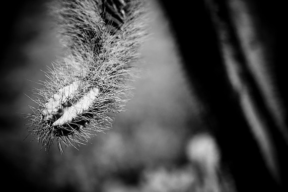 0031_La_Arizona_5L8Y5326