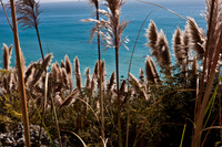 20080904_DVD25_DG_USA_Los_Olivos_CA_4895_full_blead