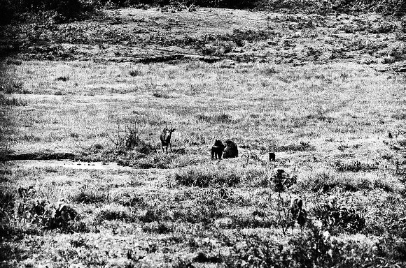 B3_82001_BW_194_New_Safari_Lion_Track_Africa_89_17