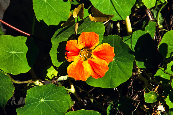 0336_FM_COLOR_MINESOTA_99_61.jpg