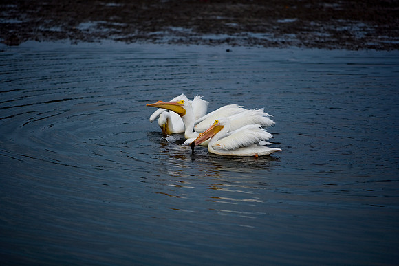 85546_ZV4N_7218-7_Miami_To_Sanibel_Island_FL_USA