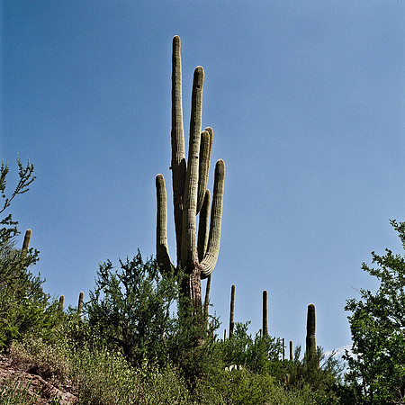 6013_FM_COLOR_TUCSON_AZ_05_10.jpg