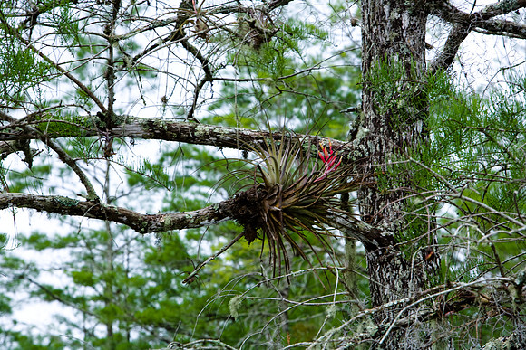 85535_20080323-ZV4N7697_Miami_To_Sanibel_Island_Florida_Everglades_FL_USA