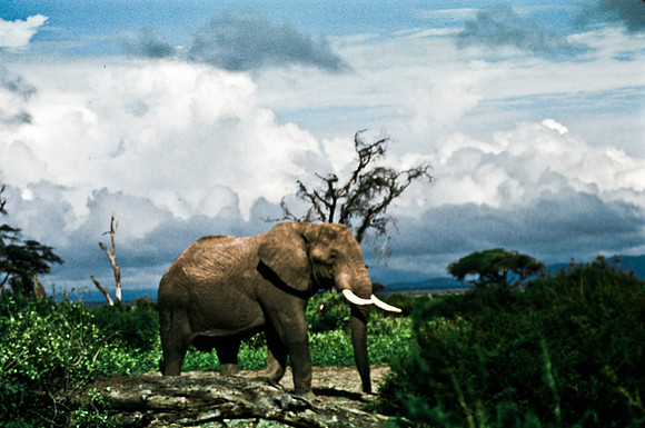 55395_SL_COLOR_ELEPHANTS_KILIMANJARO_KENYA_AFRICA_1989_2