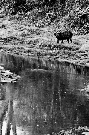 B3_82008_BW_194_New_Amboseli_Africa_89_5