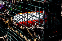 06596_DG_COLOR_BASS_HARBOR_MAINE_ME_USA_ZV4N_192_06