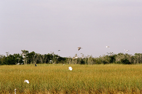84694_EVERGLADES 33941__Azuley-R4-32