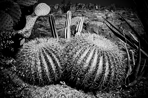 0031_DG_Cactus_Scottsdale_AZ_USA_2009_5L8Y5228