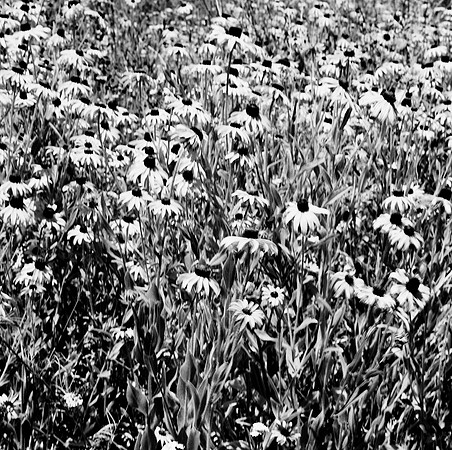 2383_FM_BW_SQ_Napa_CA_02.jpg