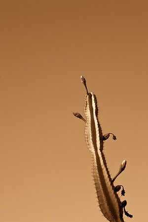 0031_La_Arizona_5L8Y5104-2