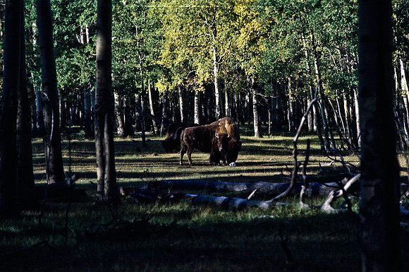 06825_B19_SL_COLOR_BISON_NAT_PARK_LAKE_LOUIS_VILLAGE_WS_97_09.jpg