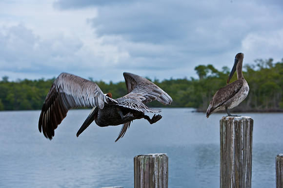 84681_ZV4N_7997_FL_USA_2008