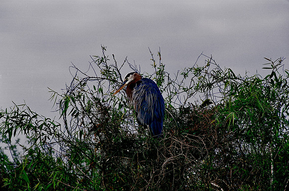 84694_EVERGLADES 33936__Azuley-R1-19A