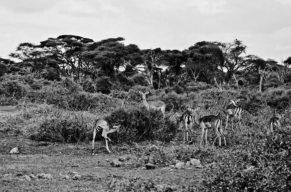 B3_82009_BW_194_New_Masai_Africa_89_11