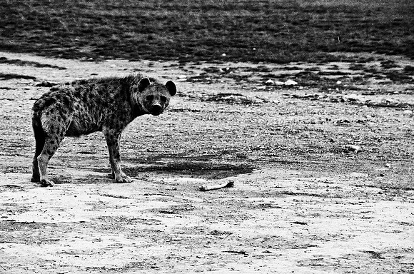 B3_82005_BW_194_New_Masa_Mara_Africa_89_23