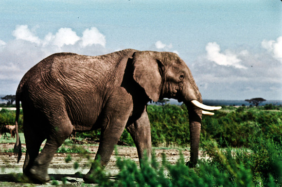 55395_SL_COLOR_ELEPHANTS_KILIMANJARO_KENYA_AFRICA_1989_5
