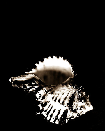 Shells_Flowers_512