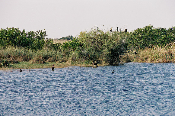 84694_EVERGLADES 33937__Azuley-R3-17