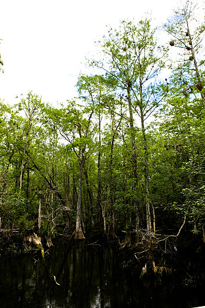 2528_EVERGLADES_MIAMI_FLORIDA_20090316-5L8Y3030