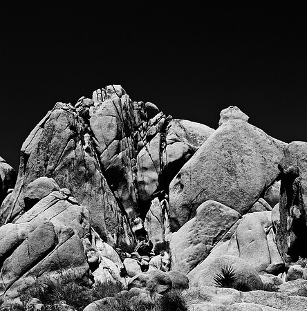 2335_FM_BW_SQ_JOSHUA_TREE_CA_02_2.jpg
