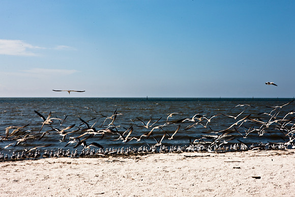 0036-NEW_ORLEANS_TO_PANAMA_CITY_BEACH_5L8Y1155