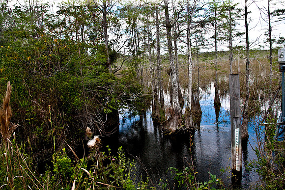 2527_EVERGLADES_MIAMI_FLORIDA_AOM_20090315__A0M1276