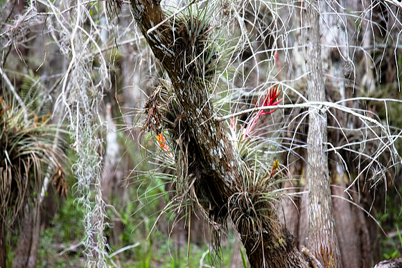 2528_EVERGLADES_MIAMI_FLORIDA_20090316-5L8Y3012