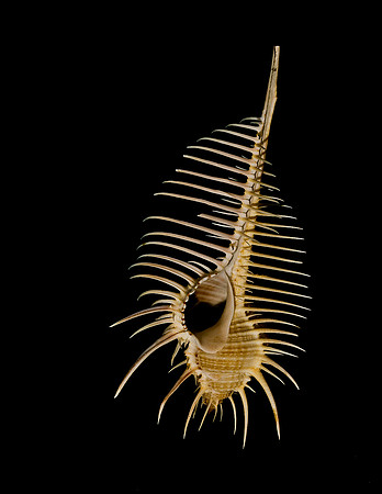 42457_FM_4X5_COLOR_MUREX_VENUS_COMB_SHELLS_FL_04_01.jpg