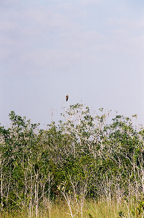 84694_EVERGLADES 33936__Azuley-R2-3