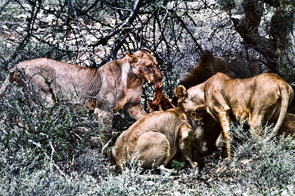 55448_SL_COLOR_LIONS_SUMBURU_KENYA_AFRICA_1989_12