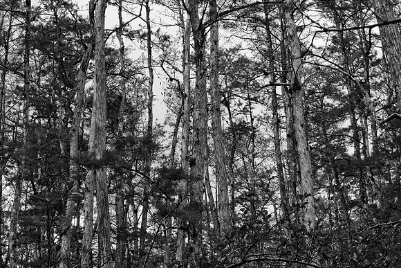 85535_20080323-ZV4N7763_Miami_To_Sanibel_Island_Florida_Everglades_FL_USA