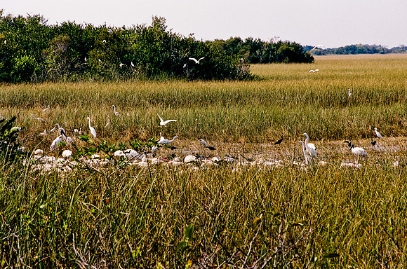 84694_EVERGLADES 33940__Azuley-R6-1A