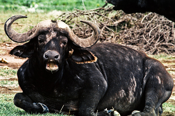 55396_SL_COLOR_BUFFALO_MASAI_KENYA_AFRICA_1989_4