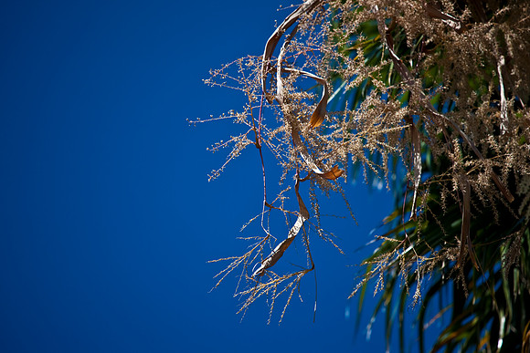 3001_Fisher_Coconut_Trees_Miami_FL5L8Y2394