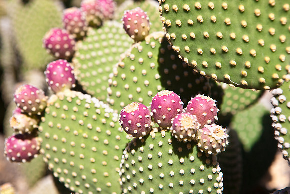 0031_La_Arizona_5L8Y5250