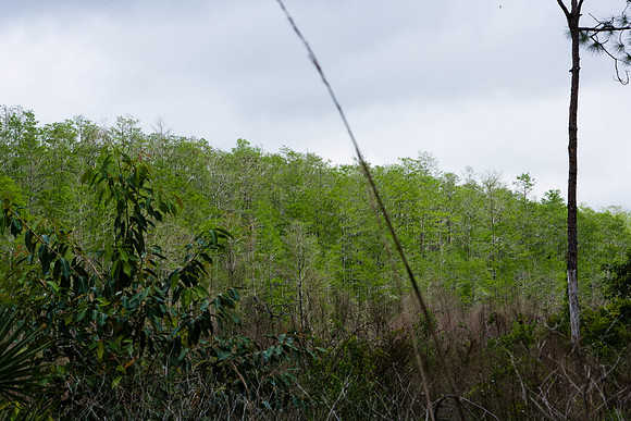 85535_20080323-ZV4N7690_Miami_To_Sanibel_Island_Florida_Everglades_FL_USA